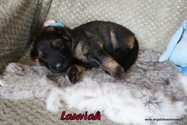 Lauviah, grauwe Oudduitse Herder reu van 2 weken oud